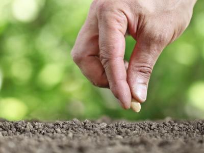 sowing seeds