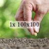 sowing seeds