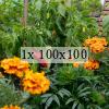 a picture of a some colourful flowers in front of some chilli plans with chilis ready to pick