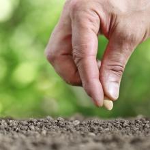 sowing seeds