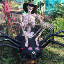 skeleton riding a spider